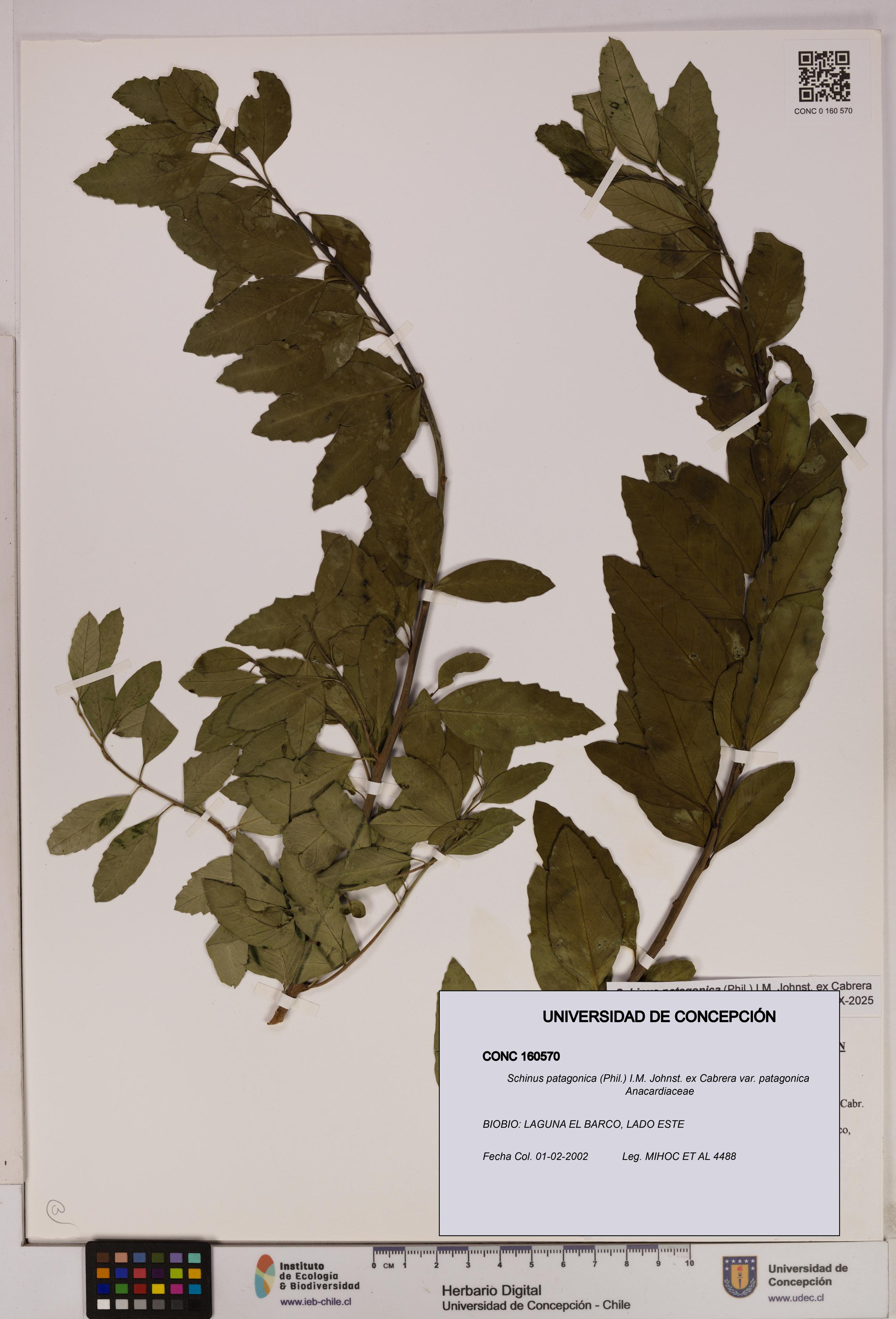 Schinus patagonica [Espécimen: UDEC:CONC:0160570]