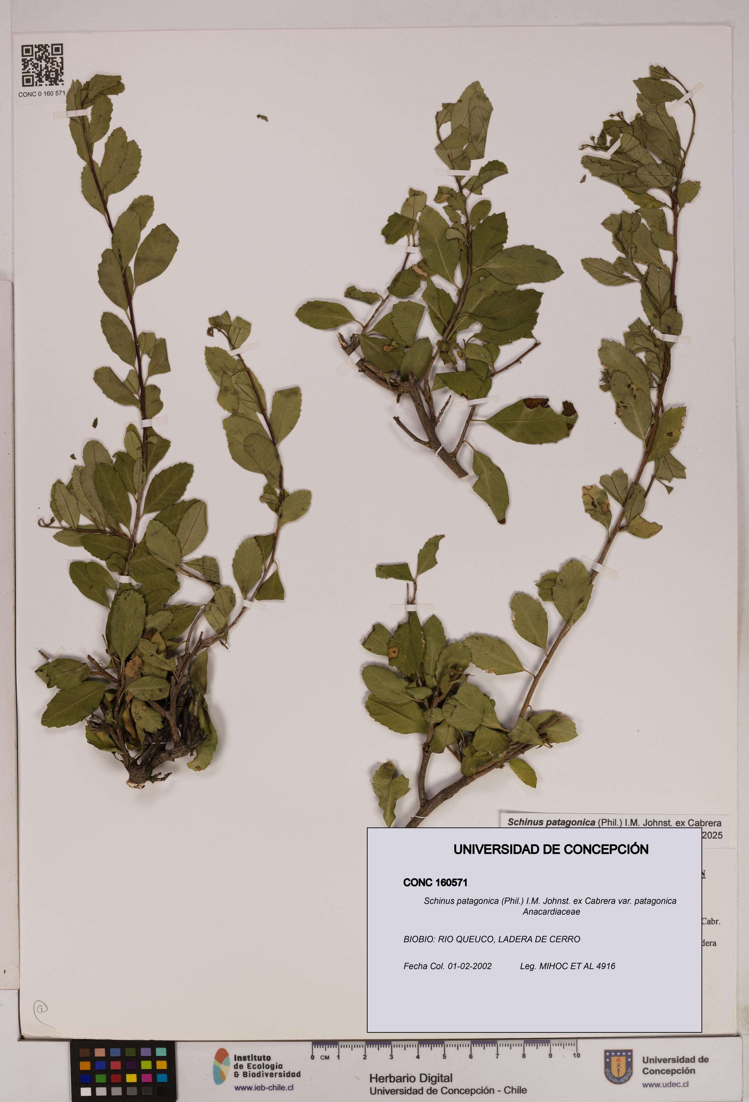 Schinus patagonica [Espécimen: UDEC:CONC:0160571]