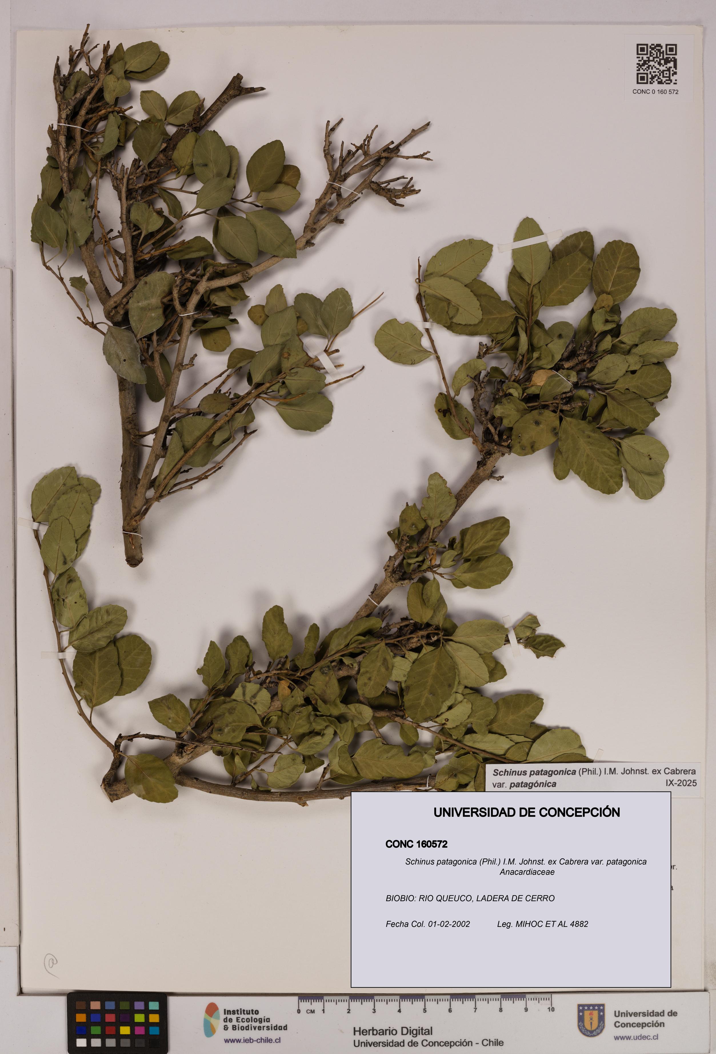 Schinus patagonica [Espécimen: UDEC:CONC:0160572]
