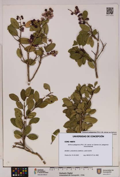 Schinus patagonica [Espécimen: UDEC:CONC:0160573]