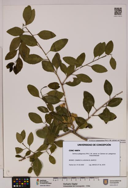 Schinus patagonica [Espécimen: UDEC:CONC:0160574]