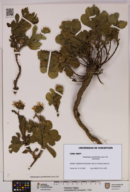 Haplopappus grindelioides [Espécimen: UDEC:CONC:0160577]