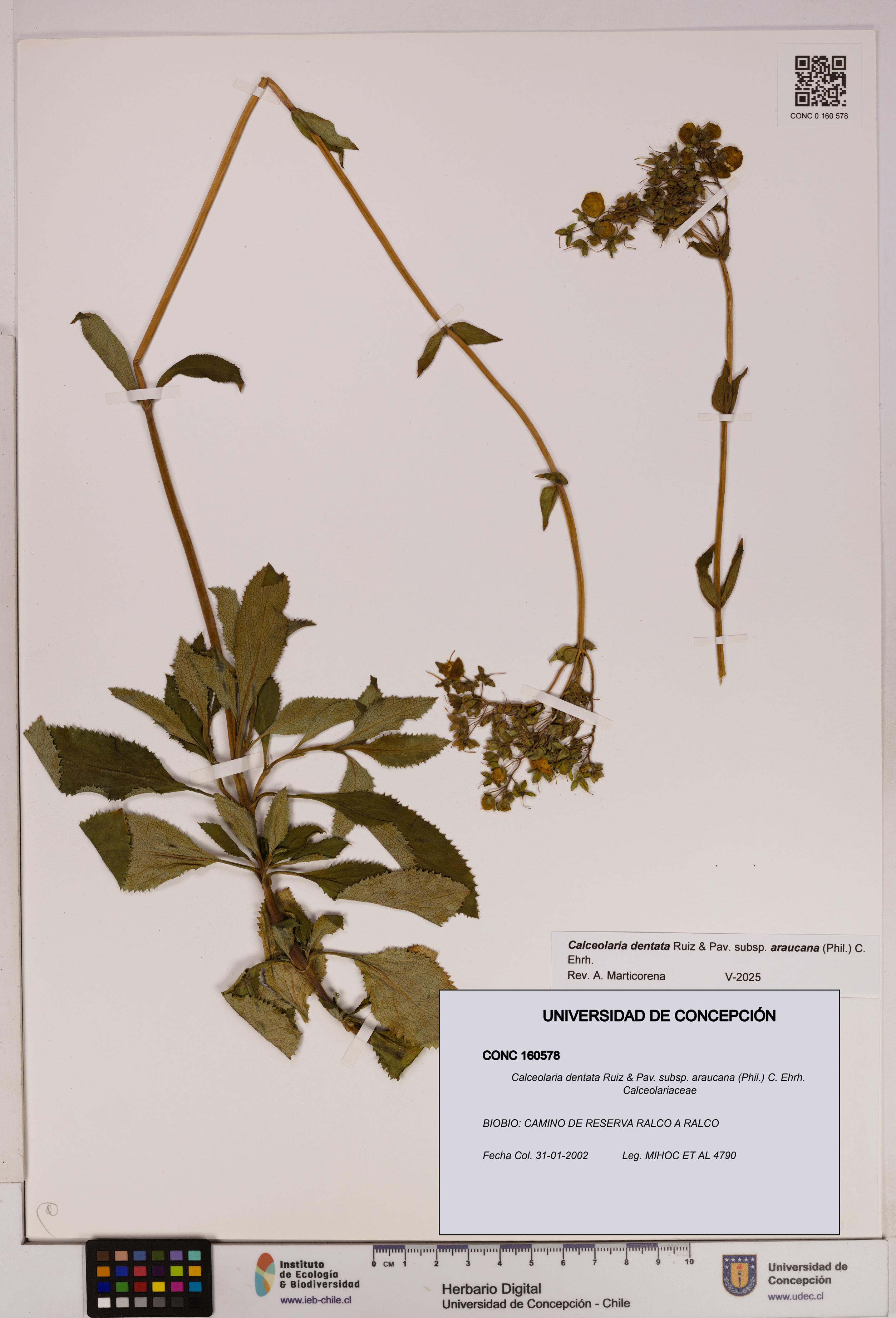 Calceolaria dentata subsp. araucana [Espécimen: UDEC:CONC:0160578]