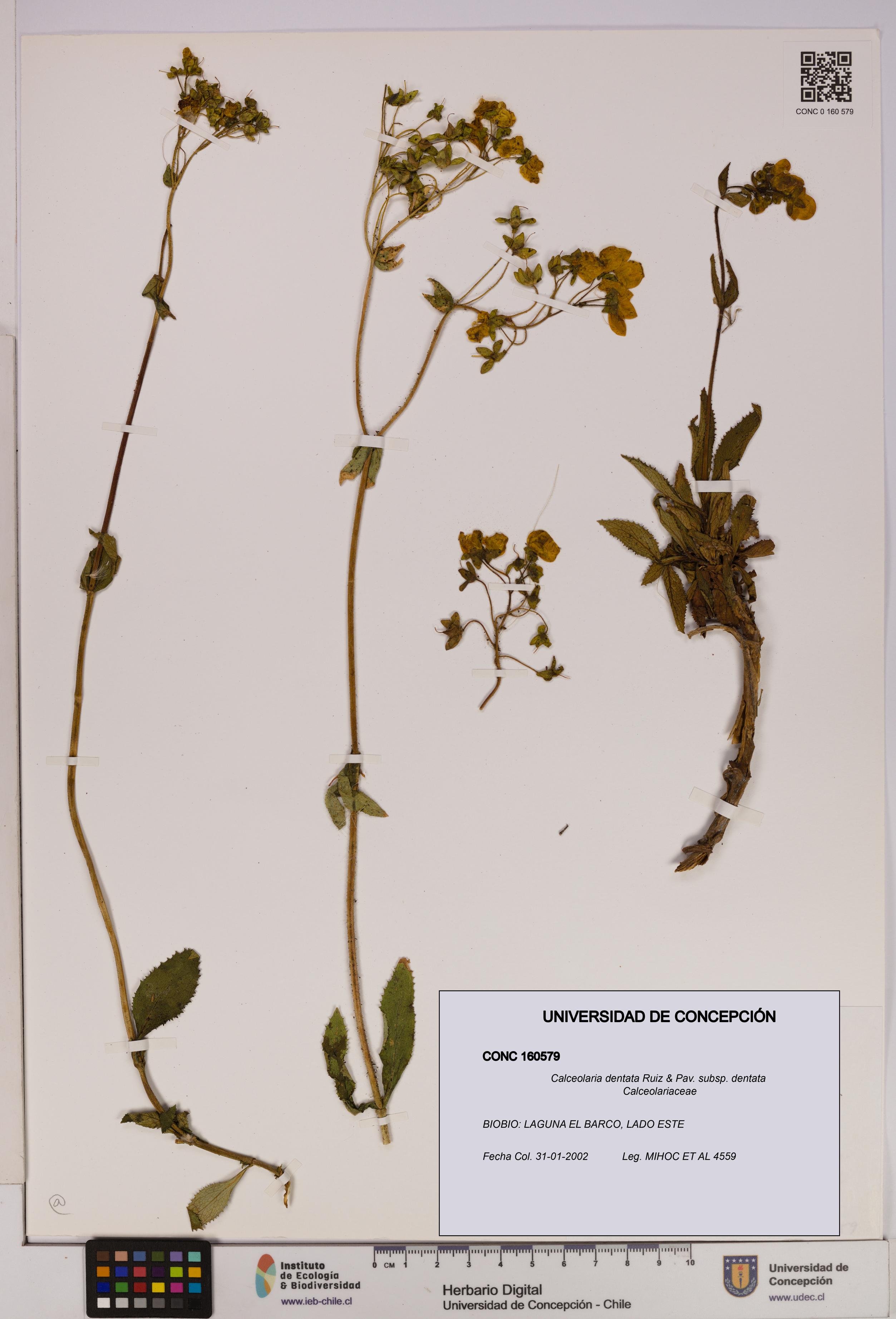 Calceolaria dentata subsp. dentata [Espécimen: UDEC:CONC:0160579]