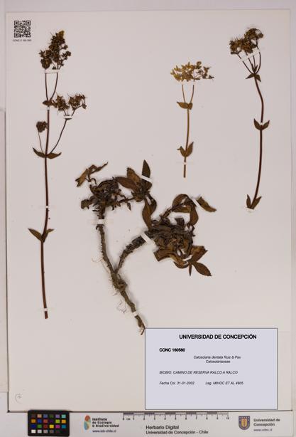Calceolaria dentata [Espécimen: UDEC:CONC:0160580]
