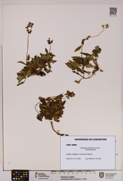 Calceolaria dentata [Espécimen: UDEC:CONC:0160581]
