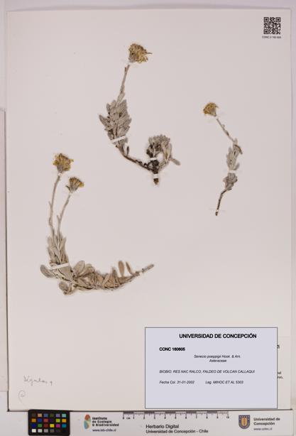 Senecio poeppigii [Espécimen: UDEC:CONC:0160605]