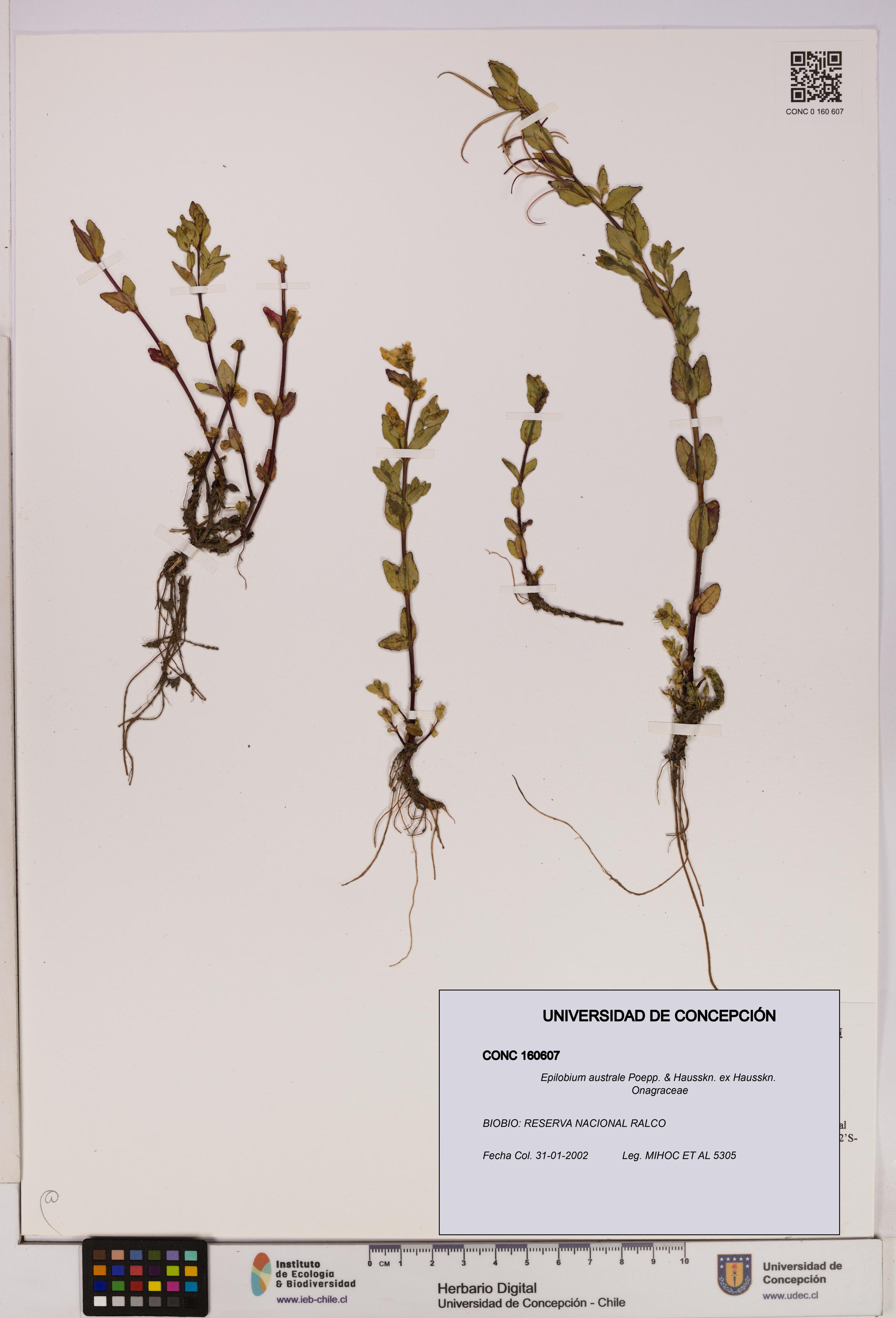Epilobium australe [Espécimen: UDEC:CONC:0160607]