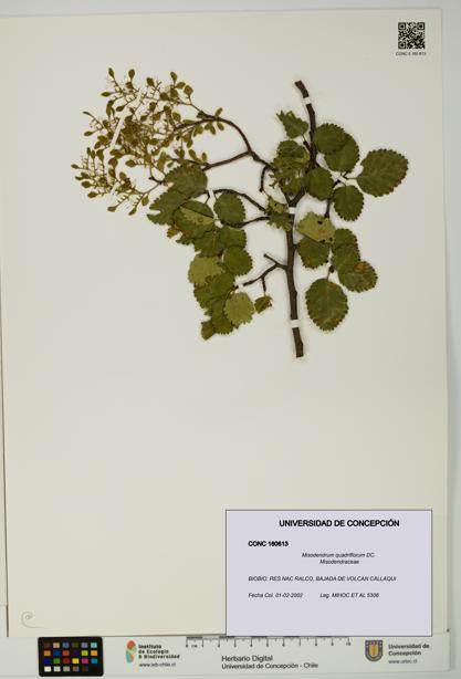 Misodendrum quadriflorum [Espécimen: UDEC:CONC:0160613]