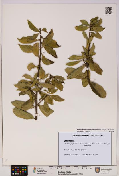 Archidasyphyllum diacanthoides [Espécimen: UDEC:CONC:0160624]