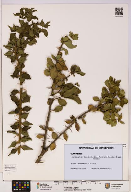 Archidasyphyllum diacanthoides [Espécimen: UDEC:CONC:0160625]