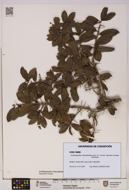 Archidasyphyllum diacanthoides [Espécimen: UDEC:CONC:0160626]