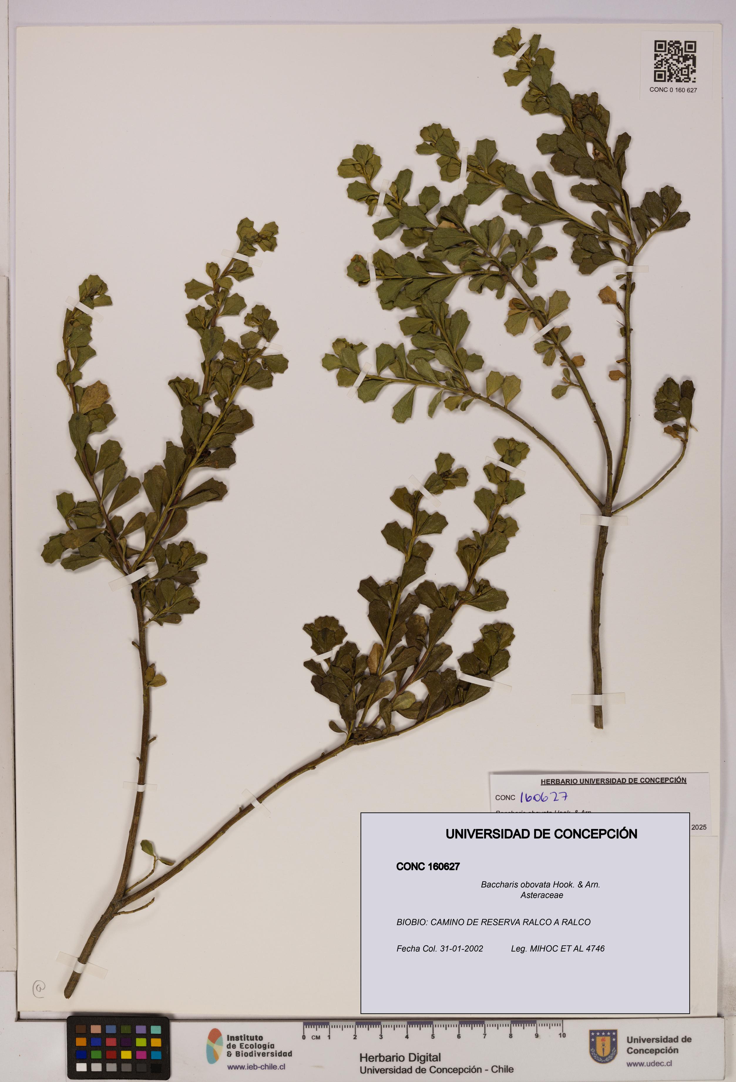Baccharis obovata [Espécimen: UDEC:CONC:0160627]