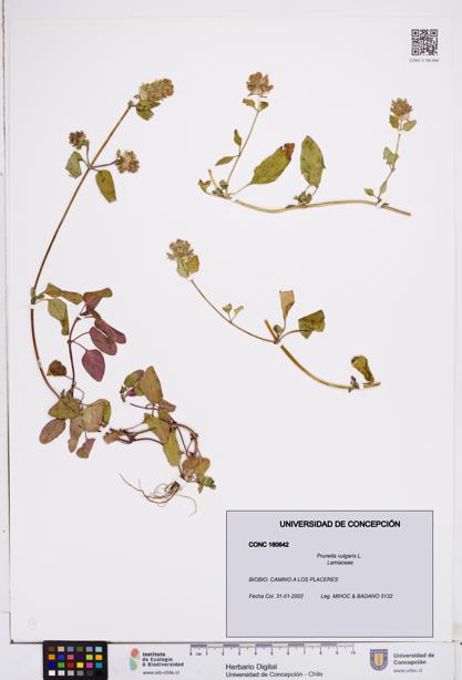 Prunella vulgaris [Espécimen: ]