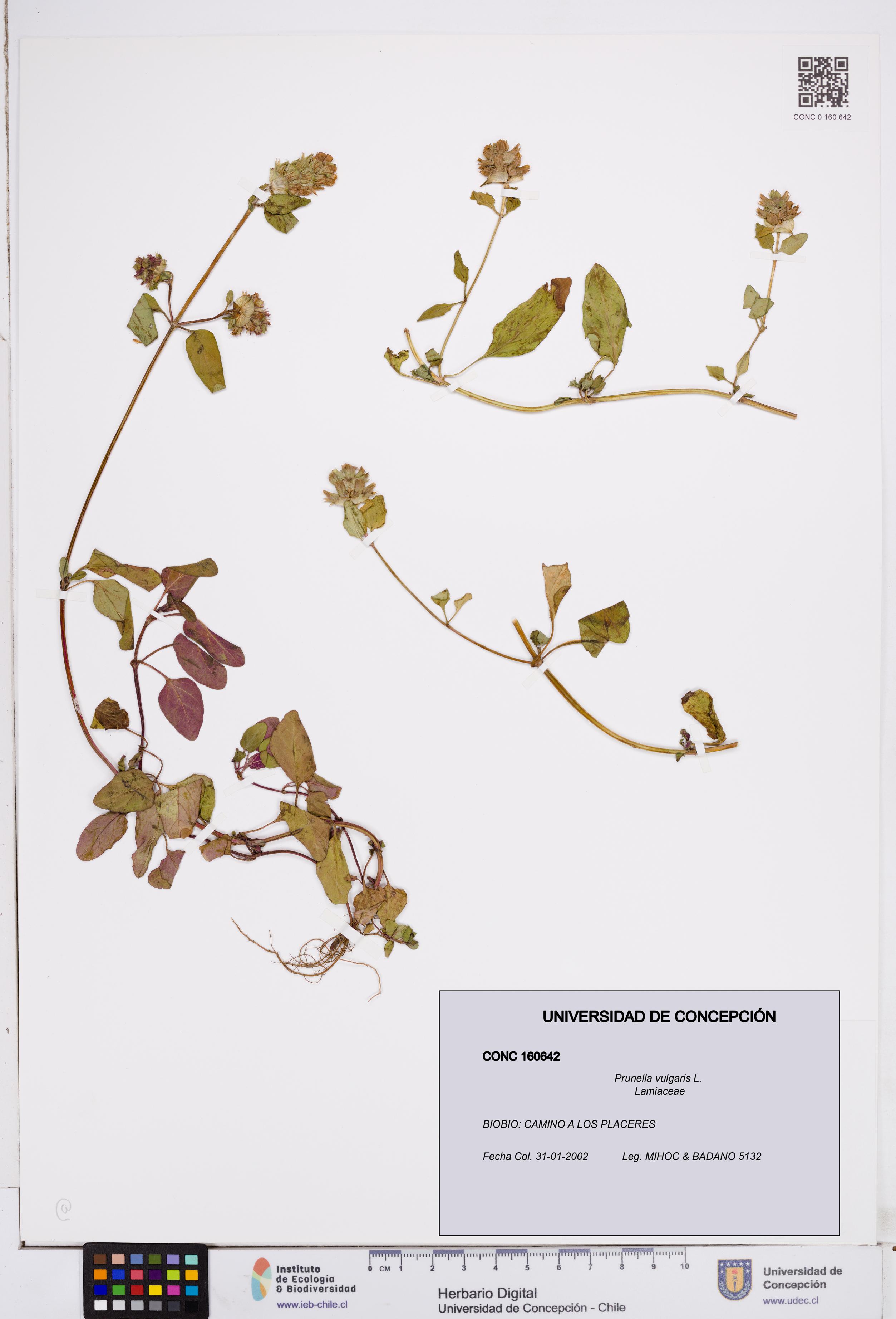 Prunella vulgaris [Espécimen: ]