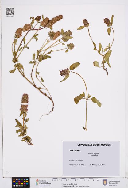 Prunella vulgaris [Espécimen: ]