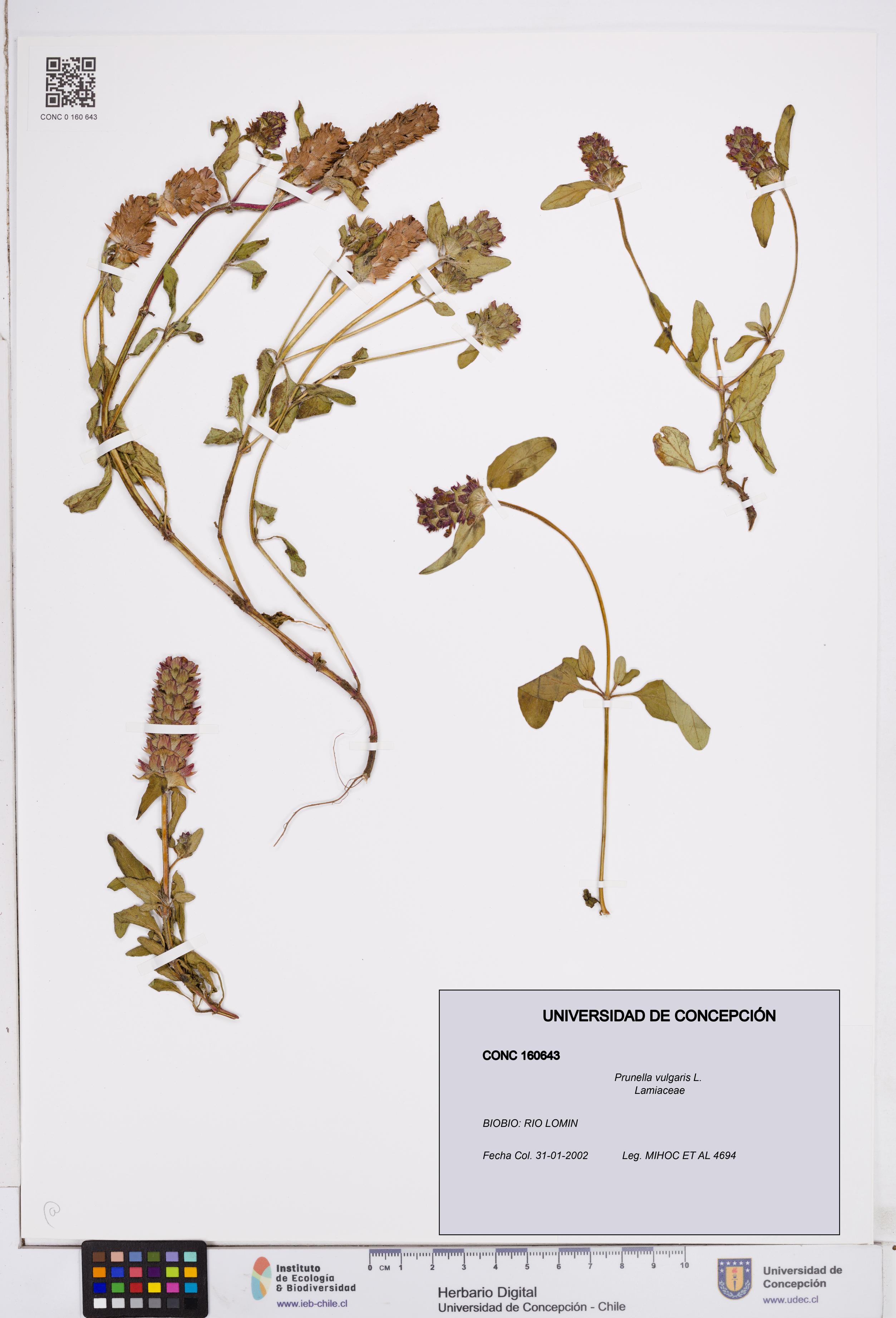 Prunella vulgaris [Espécimen: ]