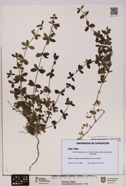 Galium hypocarpium subsp. hypocarpium [Espécimen: UDEC:CONC:0160647]