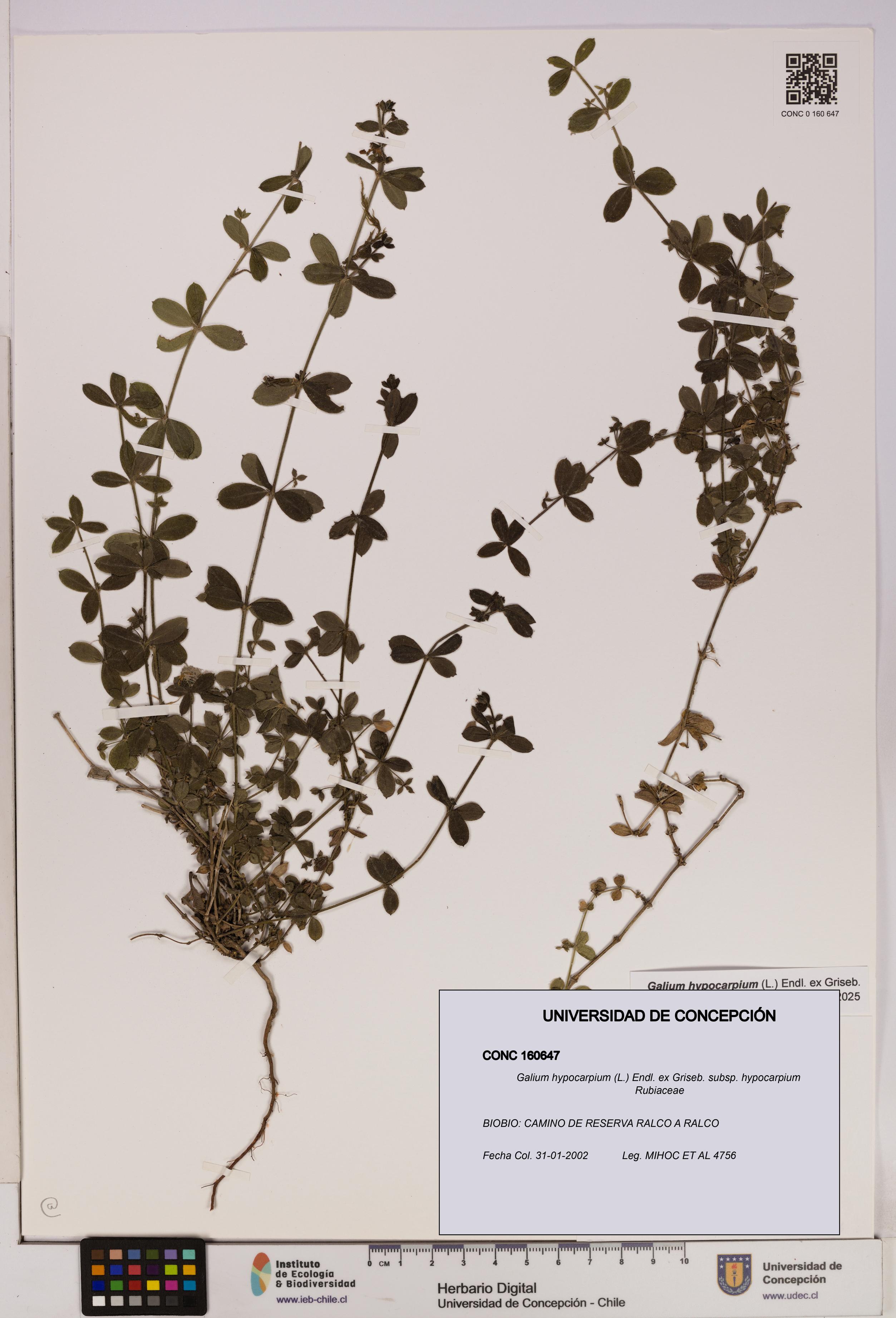 Galium hypocarpium subsp. hypocarpium [Espécimen: UDEC:CONC:0160647]