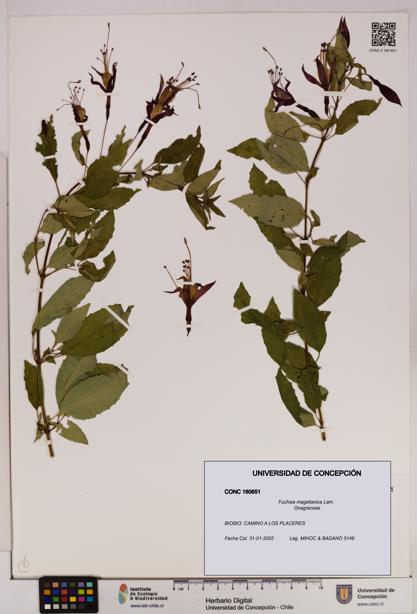 Fuchsia magellanica [Espécimen: UDEC:CONC:0160651]