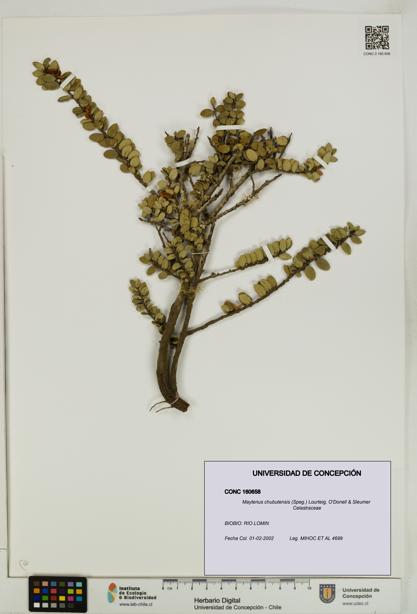 Maytenus chubutensis [Espécimen: UDEC:CONC:0160658]