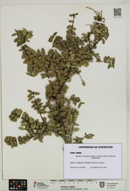 Maytenus chubutensis [Espécimen: UDEC:CONC:0160659]