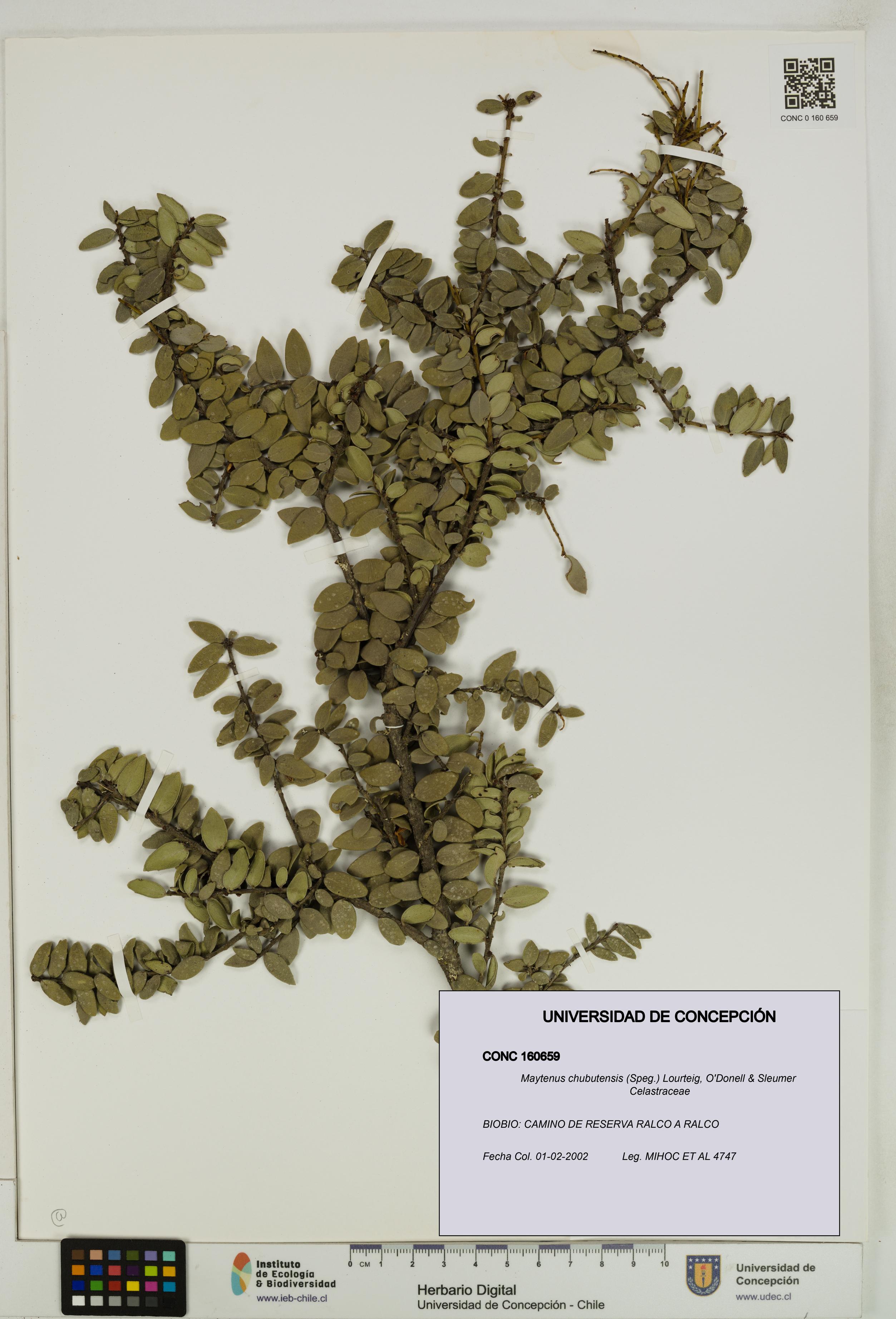 Maytenus chubutensis [Espécimen: UDEC:CONC:0160659]