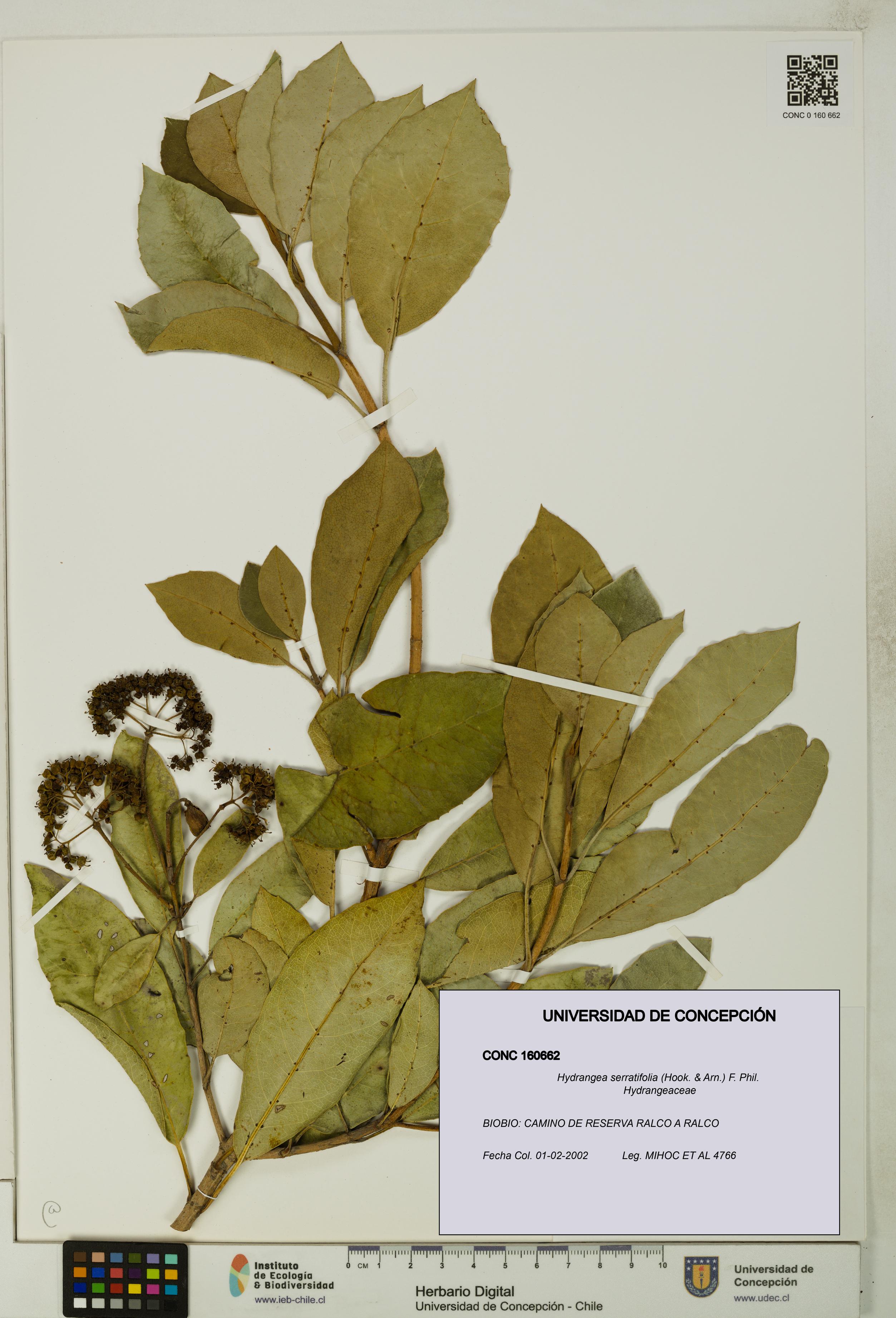Hydrangea serratifolia [Espécimen: UDEC:CONC:0160662]