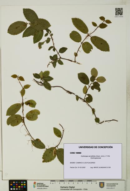 Hydrangea serratifolia [Espécimen: UDEC:CONC:0160663]