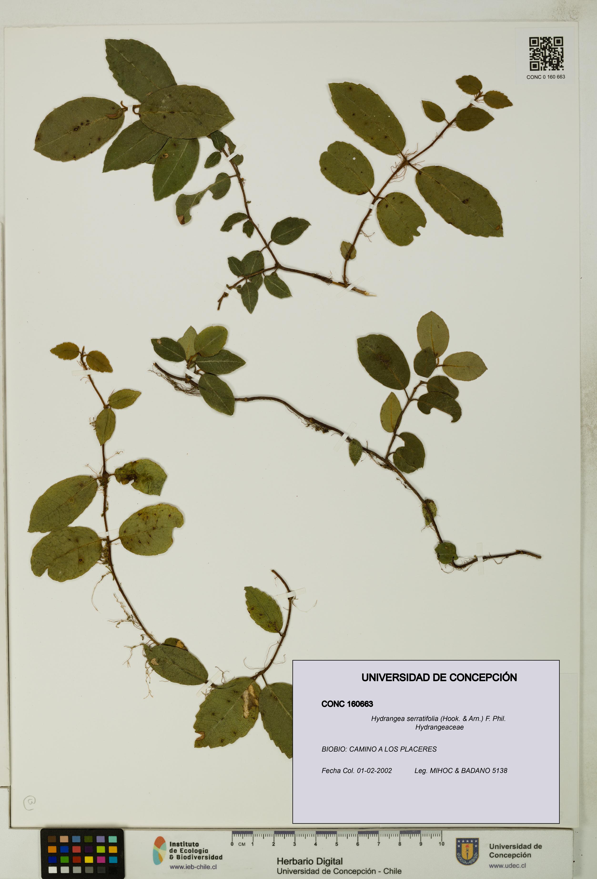 Hydrangea serratifolia [Espécimen: UDEC:CONC:0160663]