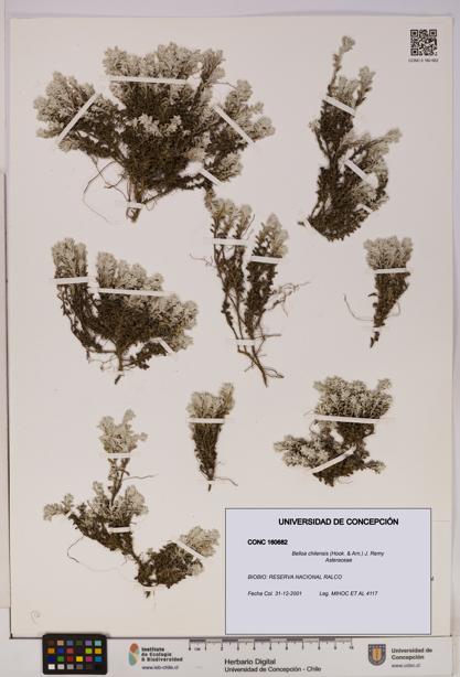 Belloa chilensis [Espécimen: UDEC:CONC:0160682]