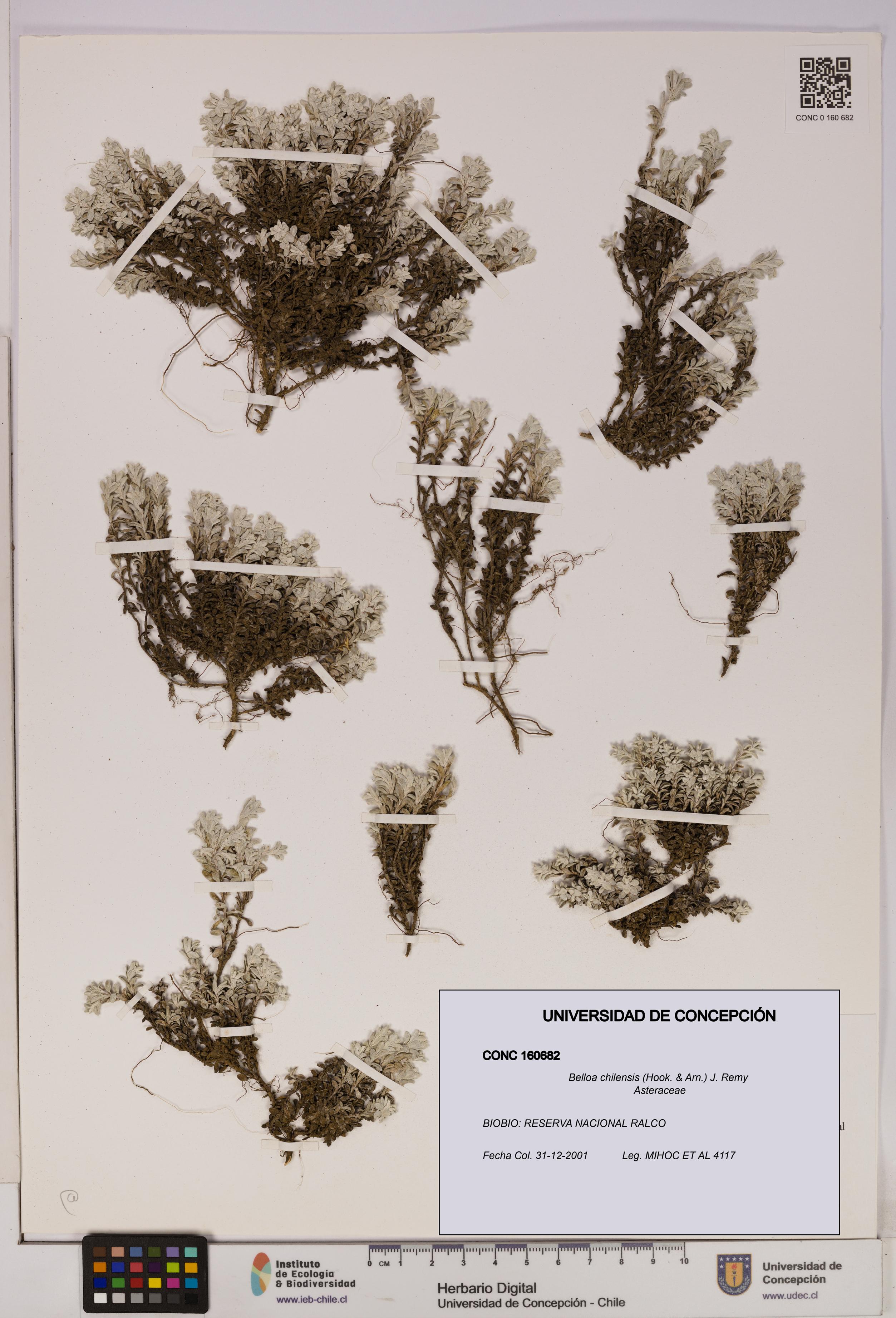 Belloa chilensis [Espécimen: UDEC:CONC:0160682]