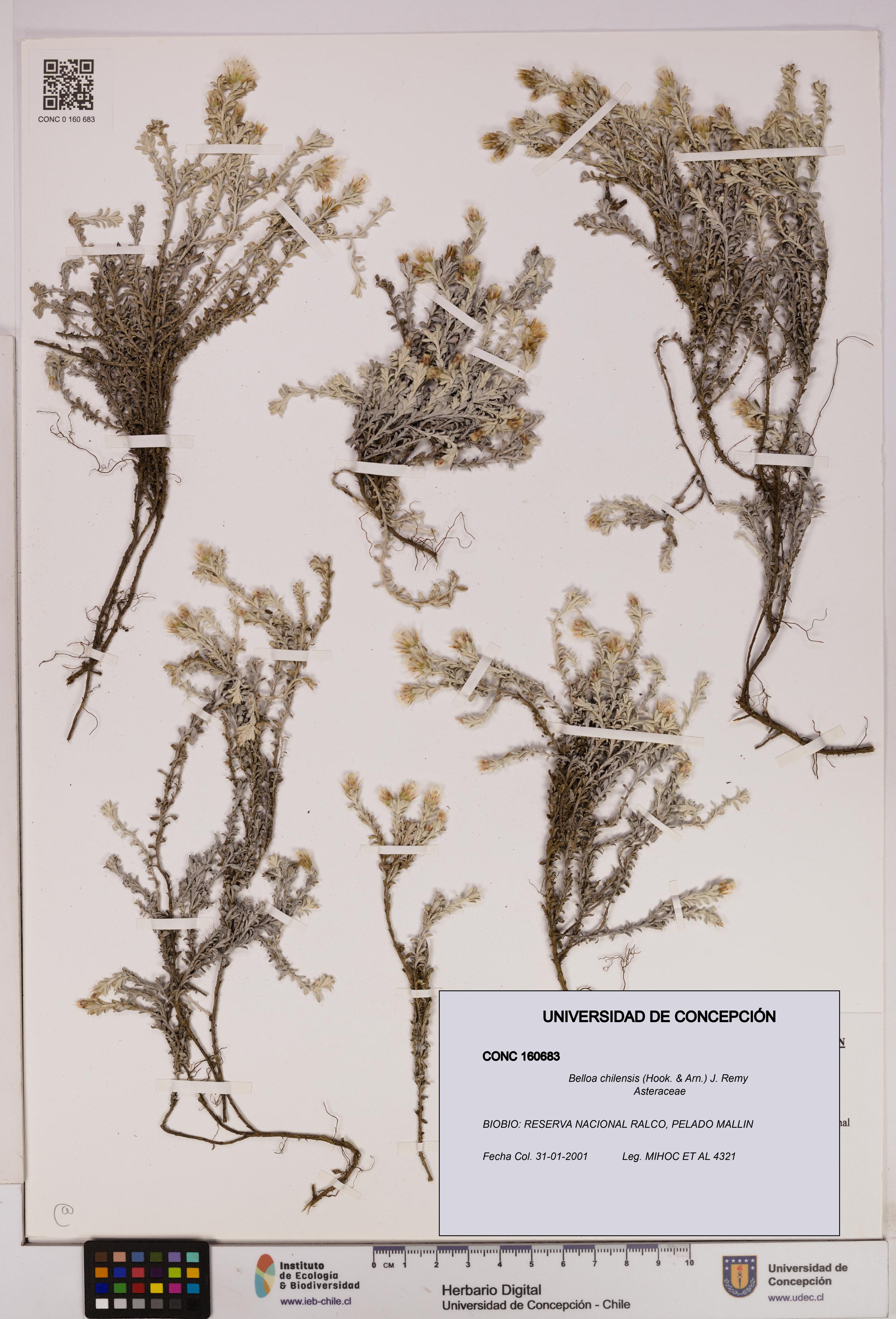 Belloa chilensis [Espécimen: UDEC:CONC:0160683]