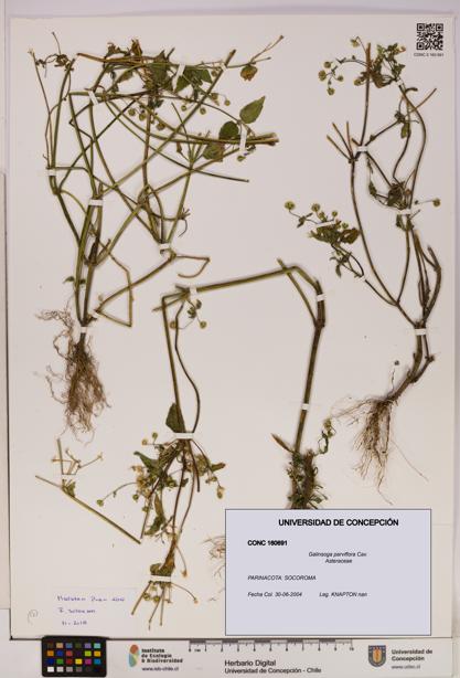 Galinsoga parviflora [Espécimen: UDEC:CONC:0160691]