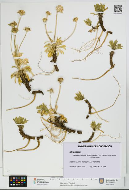 Gamocarpha alpina subsp. alpina [Espécimen: UDEC:CONC:0160692]