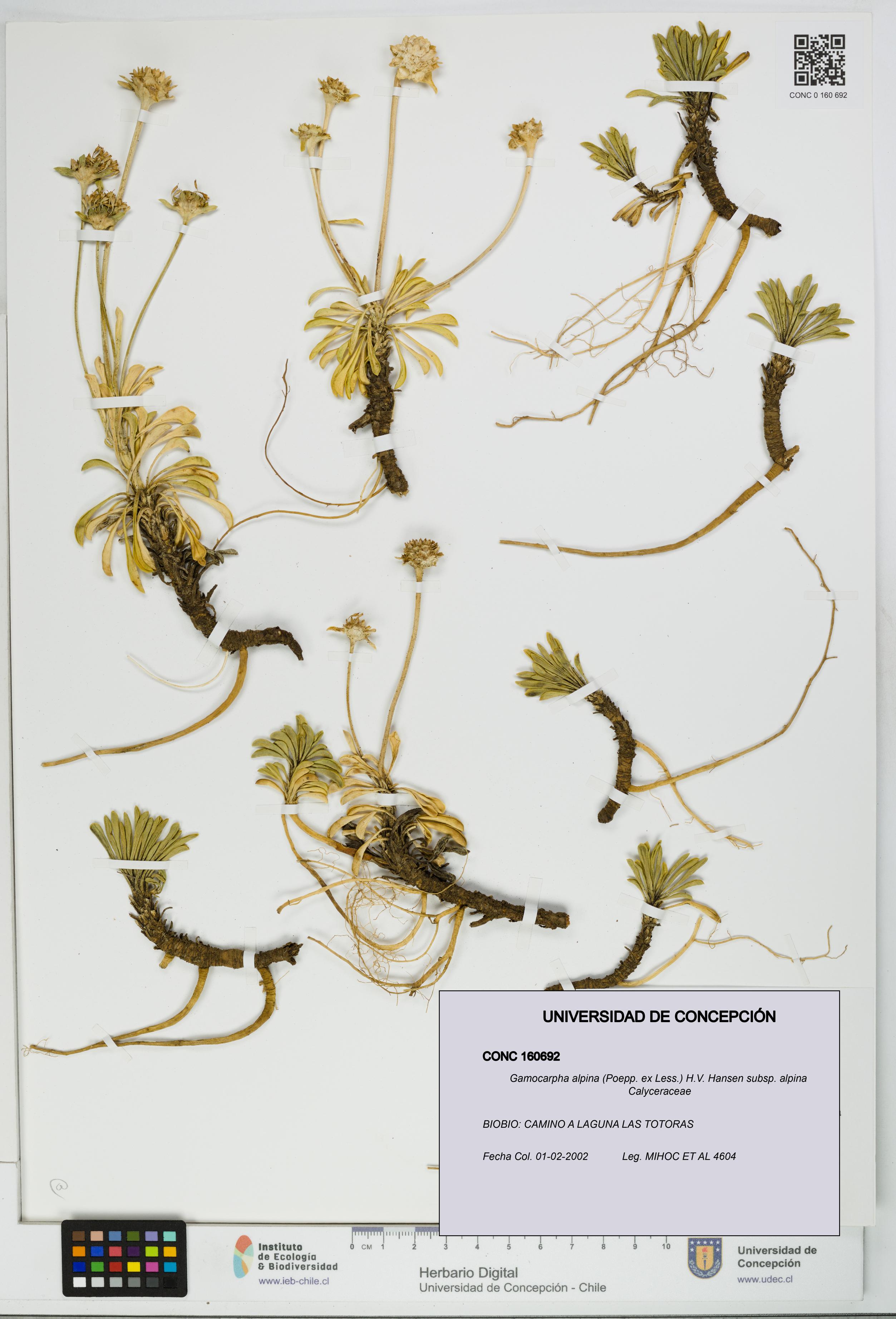 Gamocarpha alpina subsp. alpina [Espécimen: UDEC:CONC:0160692]