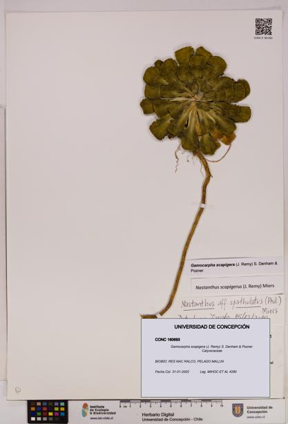 Gamocarpha scapigera [Espécimen: UDEC:CONC:0160693]