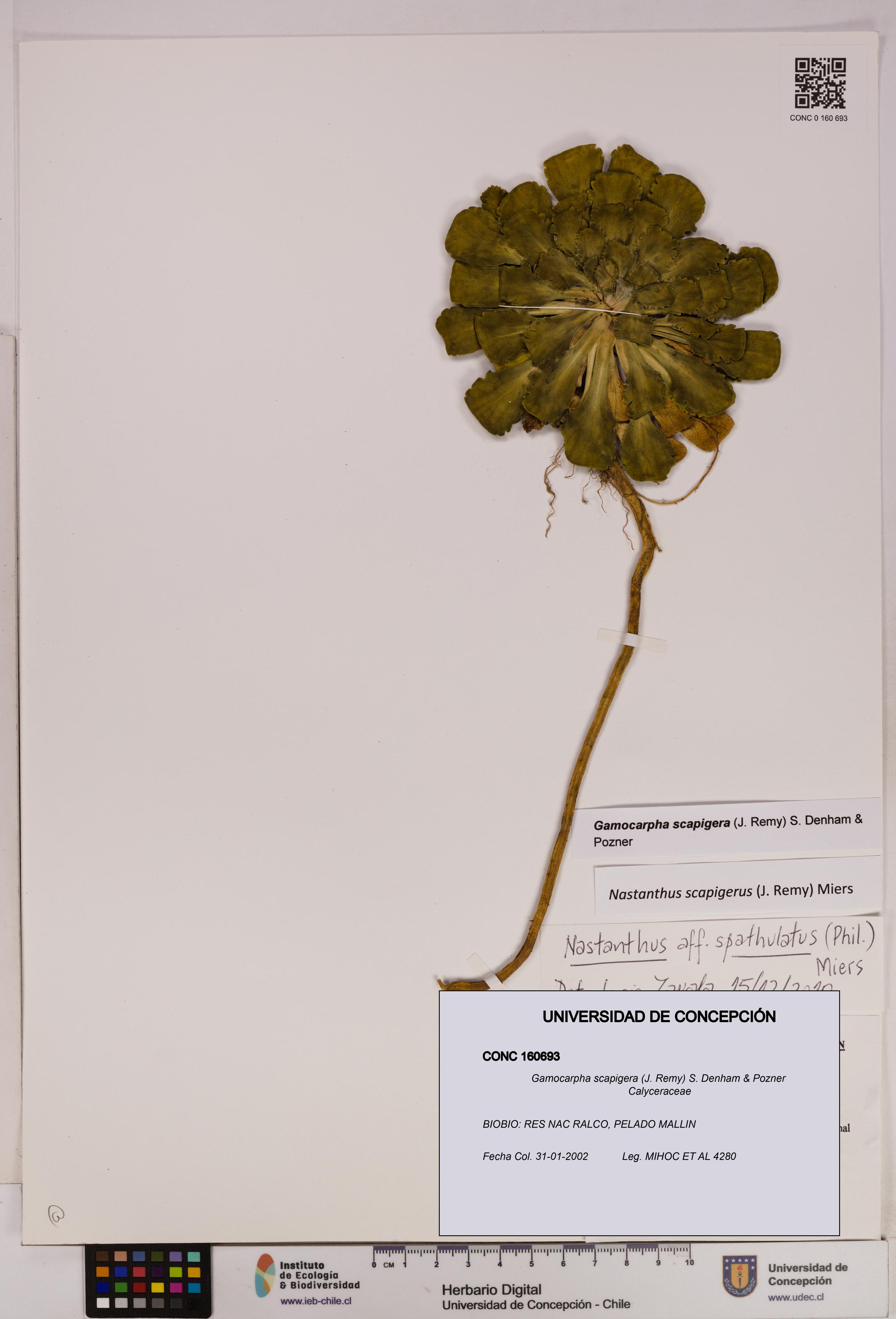 Gamocarpha scapigera [Espécimen: UDEC:CONC:0160693]