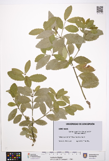 Laurelia sempervirens [Espécimen: UDEC:CONC:0160695]