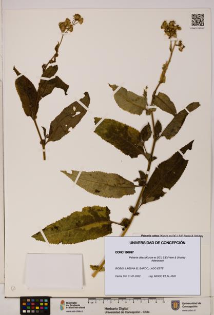 Pelseria otites [Espécimen: ]