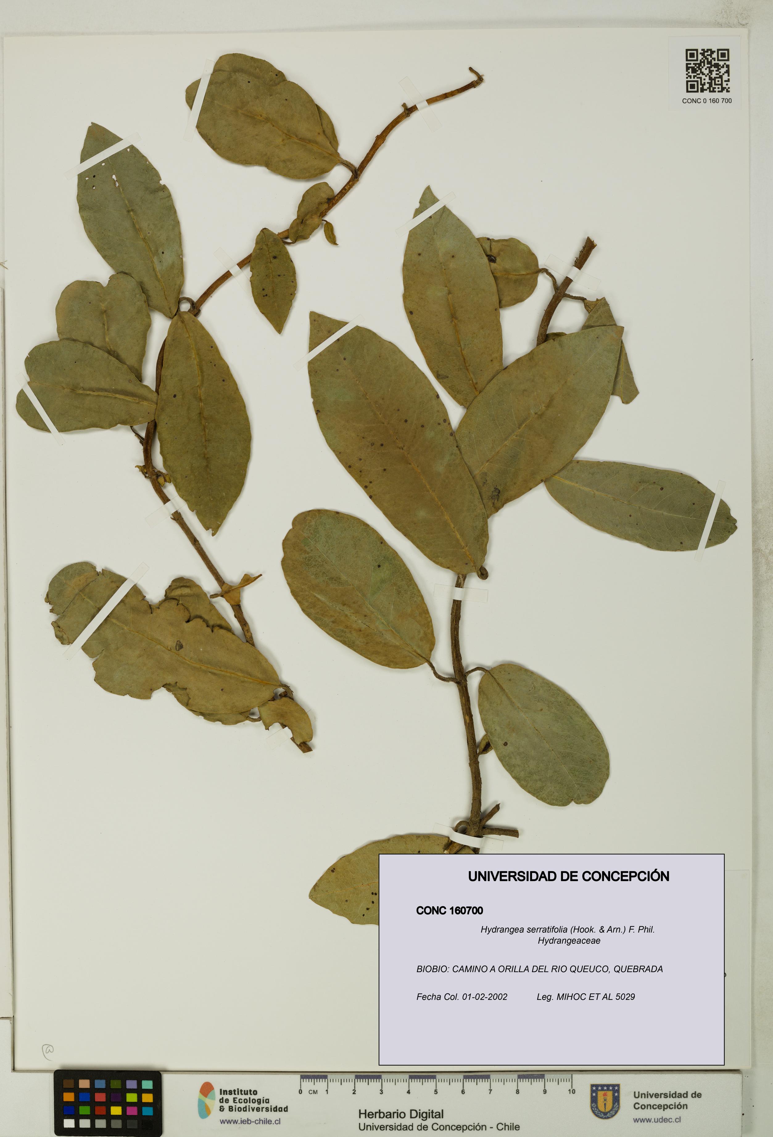 Hydrangea serratifolia [Espécimen: UDEC:CONC:0160700]