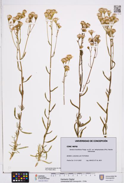 Senecio linariifolius var. heliophytoides [Espécimen: ]