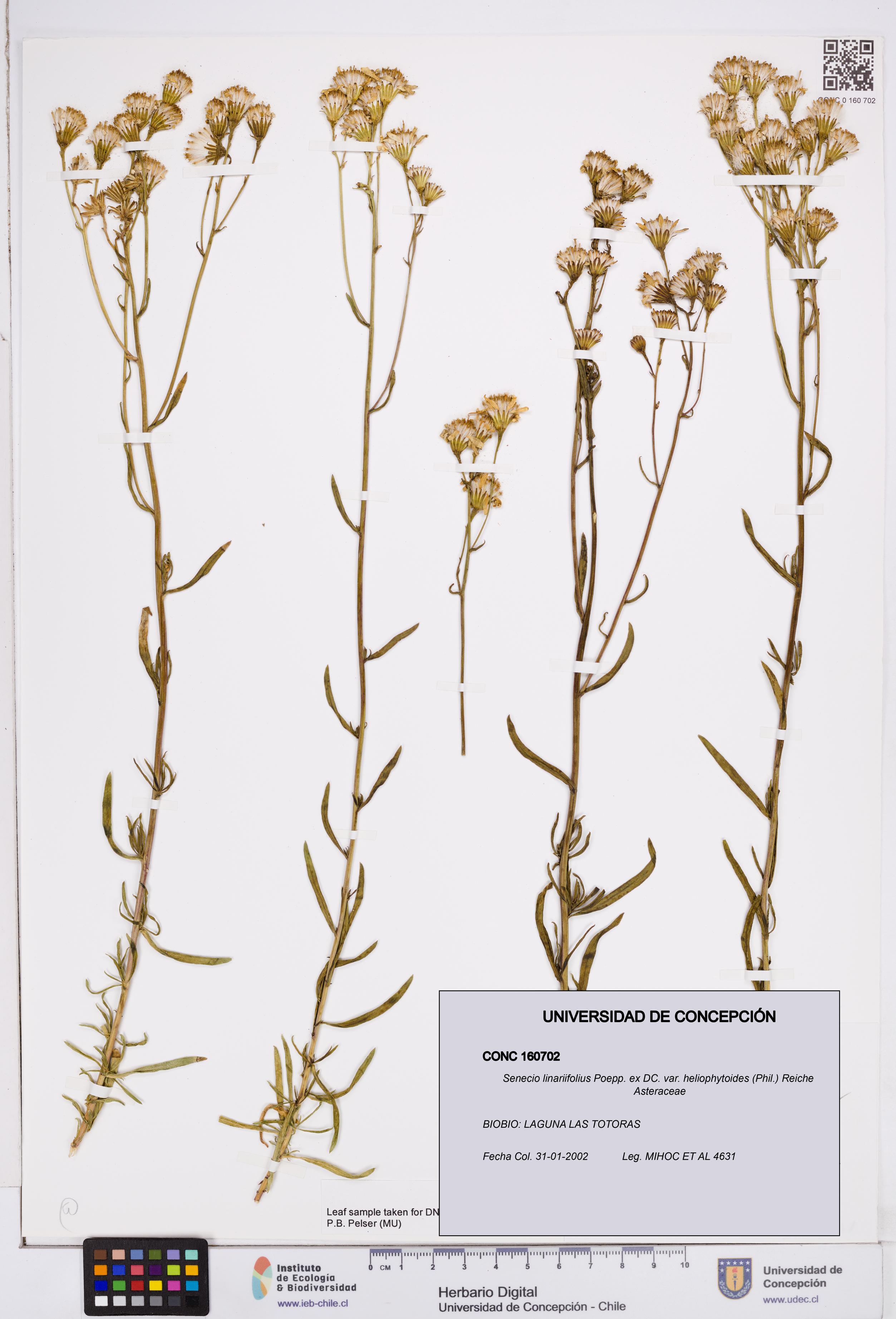 Senecio linariifolius var. heliophytoides [Espécimen: ]
