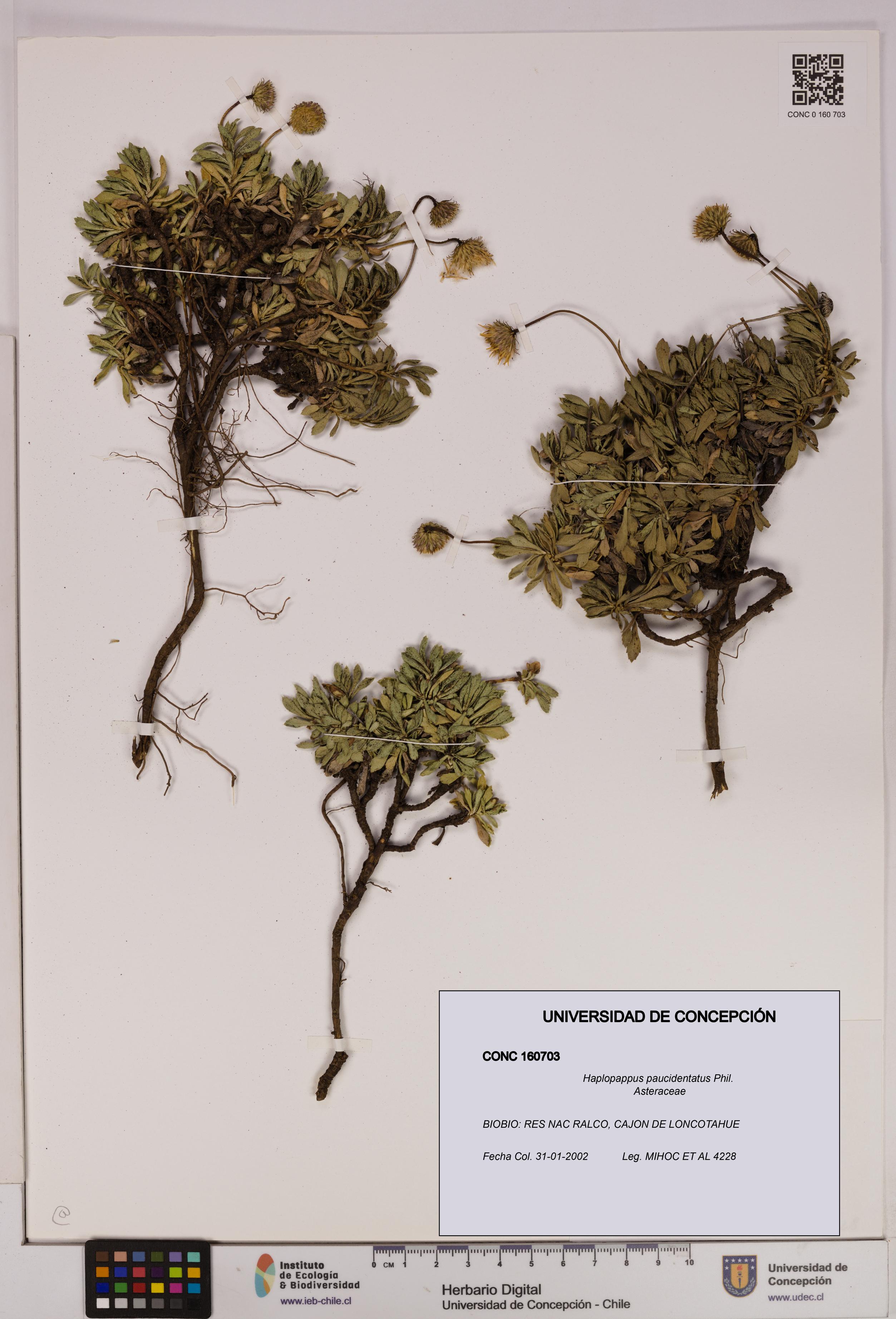 Haplopappus paucidentatus [Espécimen: UDEC:CONC:0160703]