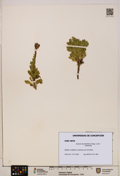 Senecio baccharidifolius [Espécimen: UDEC:CONC:0160704]