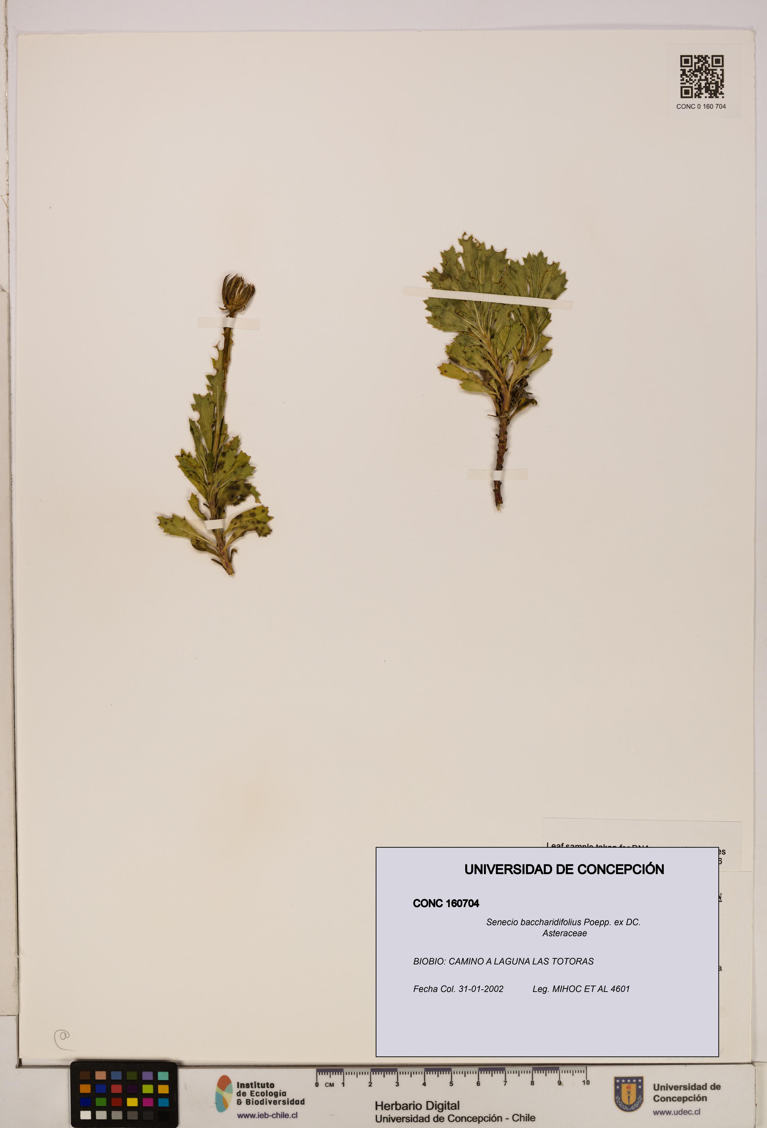 Senecio baccharidifolius [Espécimen: UDEC:CONC:0160704]