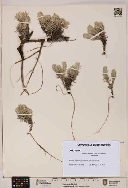 Senecio chilensis var. chilensis [Espécimen: UDEC:CONC:0160705]