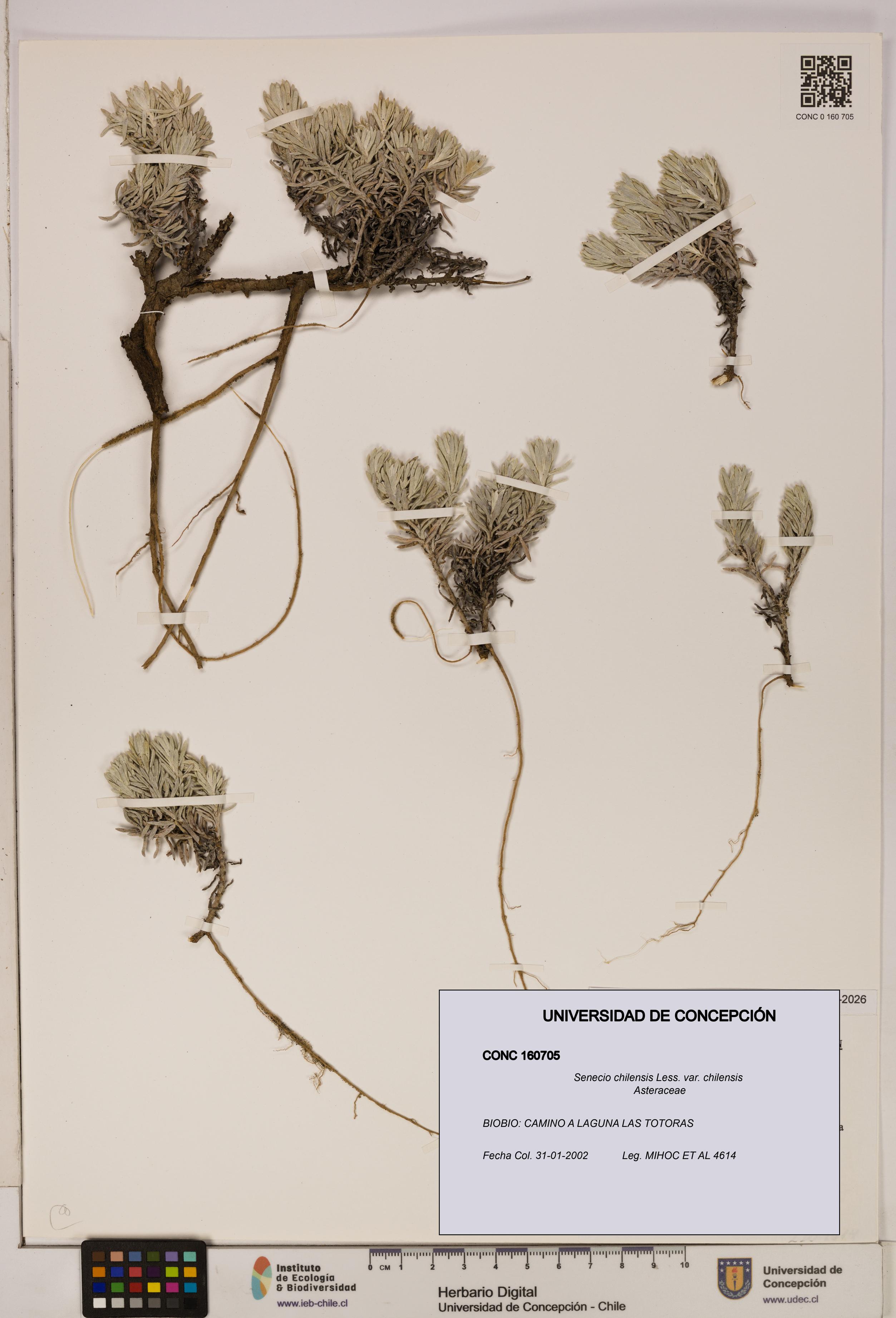 Senecio chilensis var. chilensis [Espécimen: UDEC:CONC:0160705]