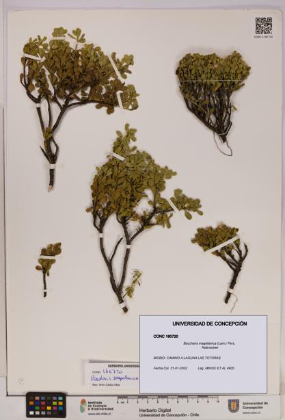Baccharis magellanica [Espécimen: UDEC:CONC:0160720]