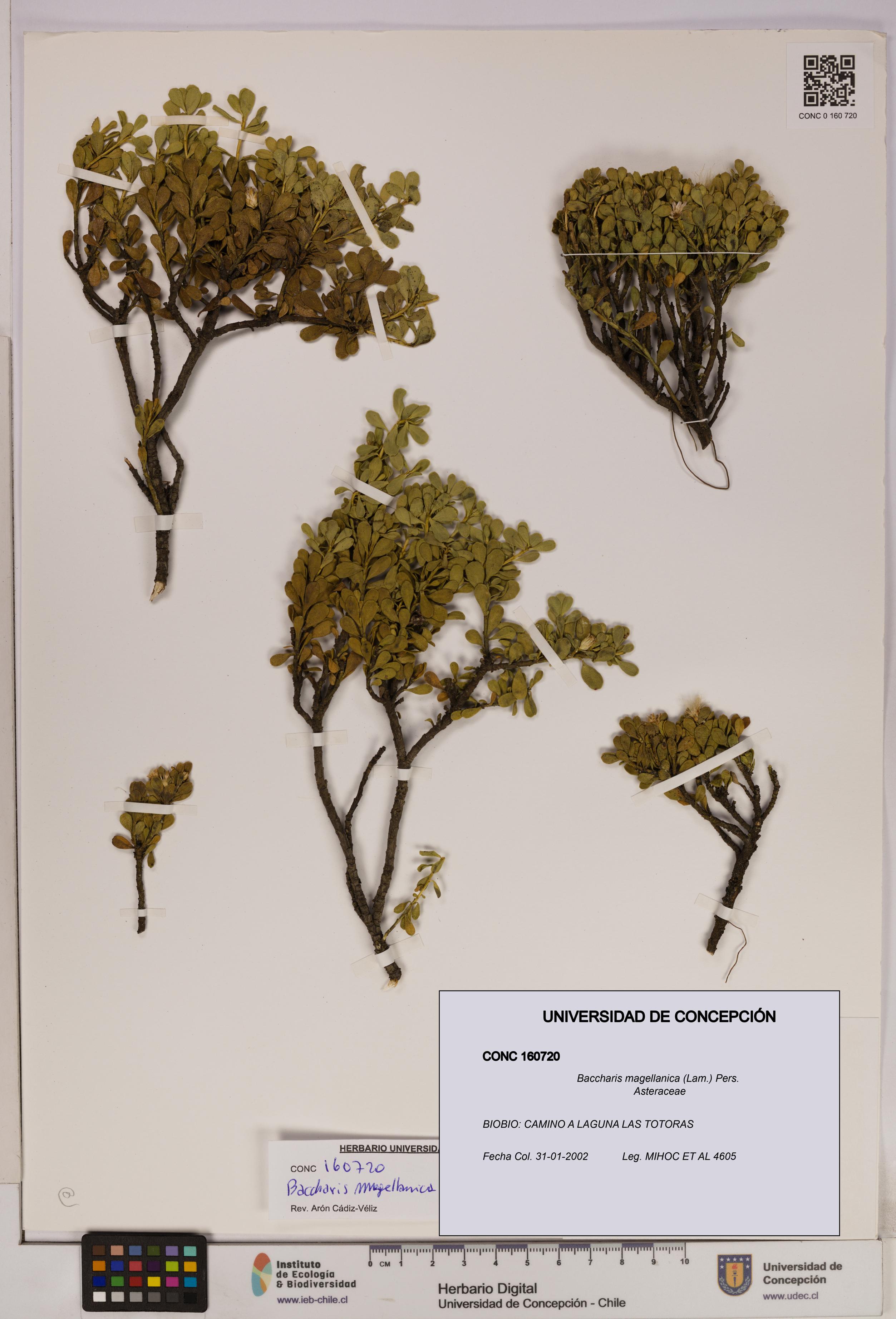 Baccharis magellanica [Espécimen: UDEC:CONC:0160720]